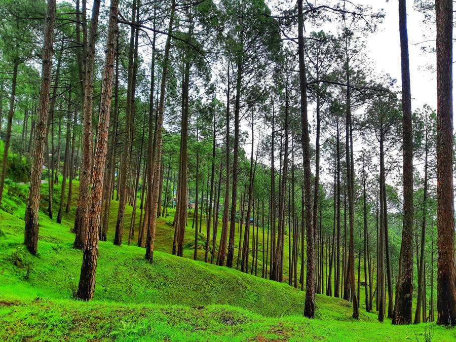 Pine forest in Dunagiri, Uttarakhand